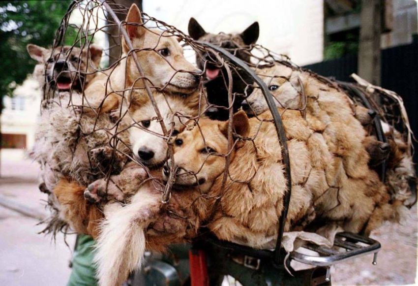 L’Associazione Animalisti Italiani Onlus organizza un presidio davanti all’Amasciata cinese contro la strage dei cani