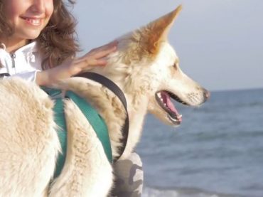 La prima volta al mare per i cani salvati dal canile Parrelli