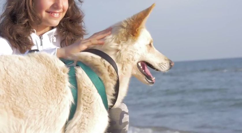 La prima volta al mare per i cani salvati dal canile Parrelli