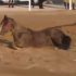 Video. Palio di Castel Madama: cavallo cade e resta ferito, la LAV richiede l’accesso agli atti e chiede di conoscere lo stato di salute del cavallo infortunato
