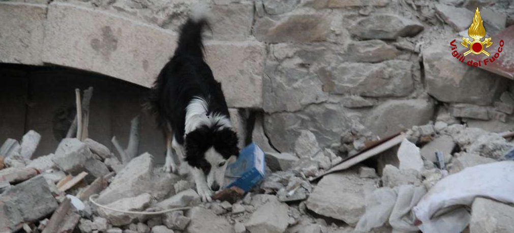 Terremoto. La LAV Roma attiva tre punti raccolta per i materiali utili agli animali colpiti