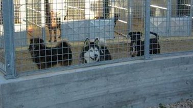 LAV Roma a tutela degli animali del canile della Muratella. Donati € 6.685 per spese veterinarie