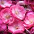 Scegliere i fiori giusti per un matrimonio: 5 consigli