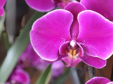Monte Porzio Catone. “Orchidee dal Mondo”, 23a edizione dal 13 al 15 aprile