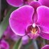 Monte Porzio Catone. “Orchidee dal Mondo”, 23a edizione dal 13 al 15 aprile