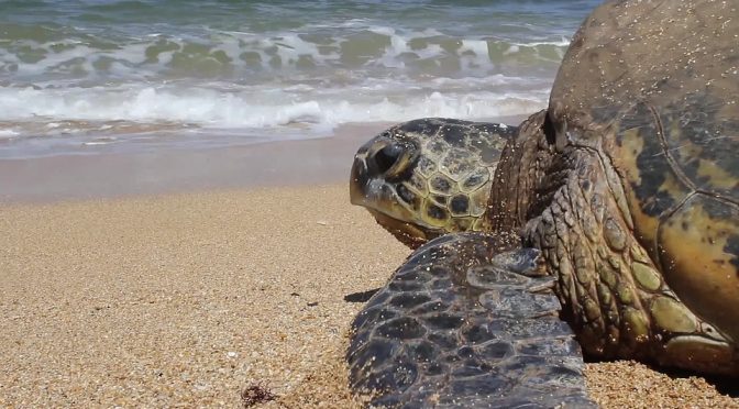 Il 22 maggio due tartarughe Caretta caretta verranno restituite al mare