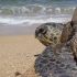 Il 22 maggio due tartarughe Caretta caretta verranno restituite al mare