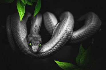 Il serpente: simbolo ancestrale, protagonista di miti e culti, emblema di rinascita