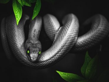 Il serpente: simbolo ancestrale, protagonista di miti e culti, emblema di rinascita